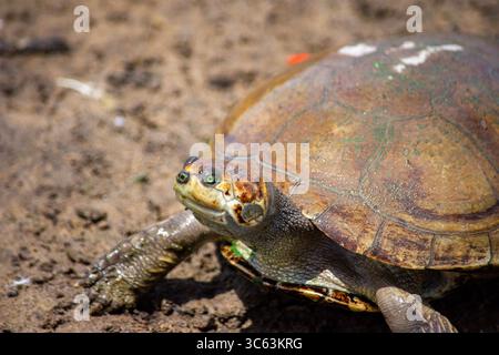 A close-up of a turtle on the ground, showcasing its unique shell and features in the natural habitat of Casanare, Colombia. Stock Photo