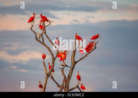A stunning grouping of vibrant scarlet ibis perched on a dry tree against a dramatic sky in Casanare, Colombia. Stock Photo