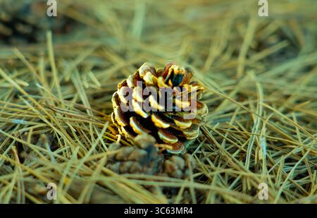 Pinecones fallen from the tree and lying on the ground in a forest Stock Photo