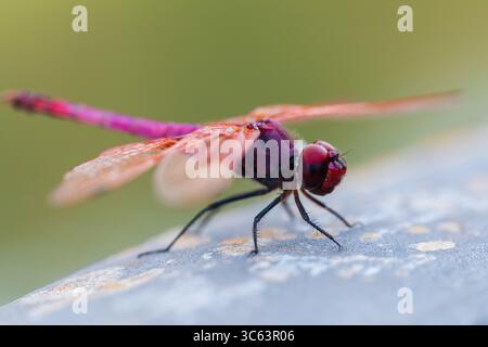 Close-up macro photo of a vivid purple dragonfly resting on a rock, showcasing detailed wings, colorful body, and compound eyes in natural light. Stock Photo