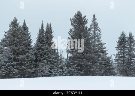 Snowing in the country with Spruce trees in the background Stock Photo