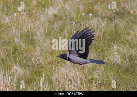 Hooded Crow in flight on the Shetlands Scotland Stock Photo