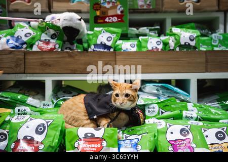 A ginger cat dressed in a black cape rests among brightly packaged pet treats at the Bok Bok booth during the Pet Expo Championship 2025 at Queen Sirikit National Convention Center. The feline appears equally curious and cautious amid a mountain of snacks. The Pet Expo Championship 2025 opened on 31 July 2025 at Queen Sirikit National Convention Center under the theme “The Magical Land of Friendship.” Running until 3 August, the event features pet sports, grooming contests, exotic animals, and a wide range of pet products. Key attractions include a rabbit zone, cat activity area, and a python Stock Photo