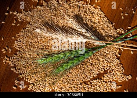 wheat flour and wheat ears on a wooden table backgrounds, close up of grains. Stock Photo