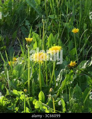 Blooming dandelion flowers on green backyard vegetation summer background Stock Photo