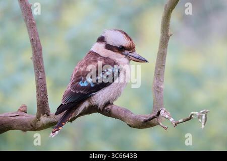 Profile of a Laughing Kookaburra Stock Photo