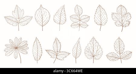 Botanical vintage leaves sketch set. Line art elegant leaves set for wedding invitations. Hand drawn engraved leaves collection. Detailed outline Stock Vector