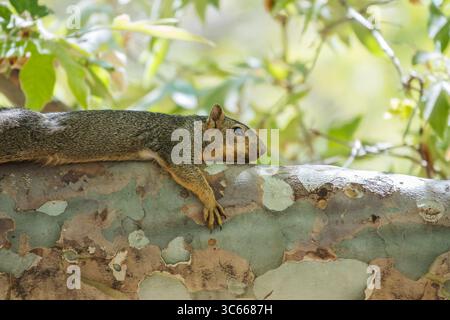 Relaxed squirrel lounging on a sycamore branch at Sepulveda Basin Recreation Area in Los Angeles California. Stock Photo