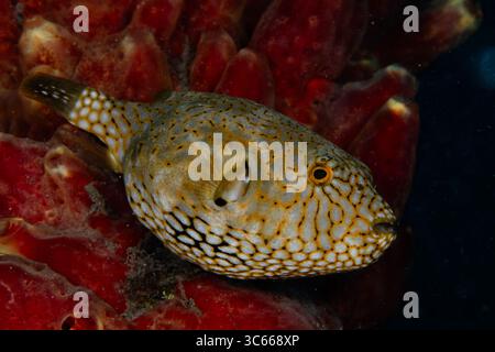 View of a vibrant, speckled pufferfish rests gently against the soft, textured surface of a bright red sponge, a serene underwater scene, Pemuteran, Bali, Indonesia. Stock Photo