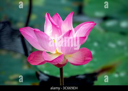 Beautiful pink and white lotus flower in close-up with green leaves on water Stock Photo