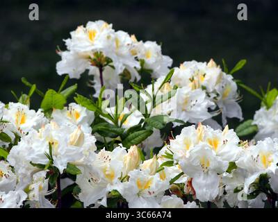 White azalea (Rhododendron) in full bloom – delicate spring flowers and glossy green foliage, ornamental shrub commonly used in gardens, borders, and Stock Photo
