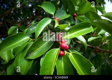 Banyan fig tree fruits, Ficus benjamina fruits or seeds on the tree. Stock Photo
