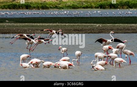 A serene flock of greater flamingos wading and socializing in shallow wetlands on a sunny day, showcasing the beauty of bird migration and nature's Stock Photo