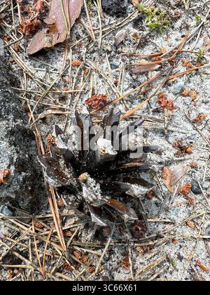 Burned pine cone on sandy forest ground in Preila, Lithuania. Macro image showing pine needles, forest litter, and natural textures in early summer. Stock Photo