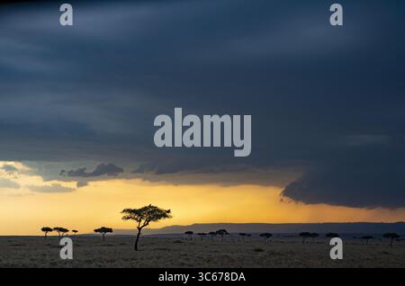 View of a golden sunset illuminating the vast, dry grasslands dotted with the silhouettes of acacia trees under a dramatic, stormy sky, Narok, Narok, Kenya. Stock Photo