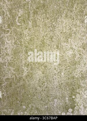 Close-up of a weathered rendered wall with moss and natural grime, creating a detailed texture suitable for backgrounds or abstract design use. Stock Photo