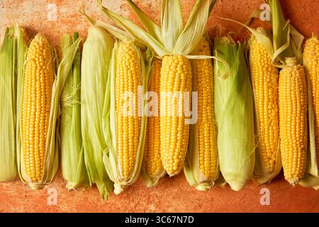 Fresh Corn on the Cob in the Husk Stock Photo