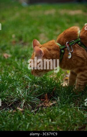 Orange cat in harness sniffs grass in garden. Curious and alert domestic feline exploring outdoors. Natural springtime backyard pet behavior moment. Stock Photo