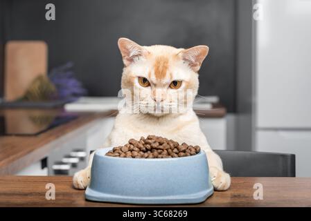 A Burmese cat sits next to a bowl of dry food at the kitchen table. Stock Photo