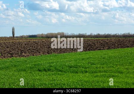 Vibrant green grass contrasts with rich brown soil beneath a clear blue sky filled with soft clouds, illustrating the essence of farmland and natural Stock Photo
