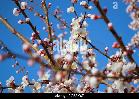 Opening and blooming white flowers on the branches of a cherry tree Stock Photo