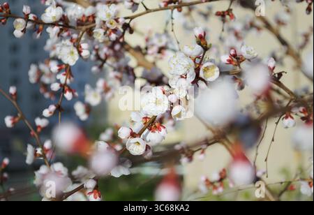 Opening and blooming white flowers on the branches of a cherry tree in spring Stock Photo