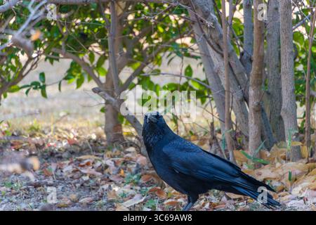 Black Crow Standing on Ground among Trees and Fallen Leaves Stock Photo