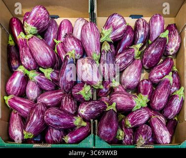 Purple striped eggplants displayed in cardboard boxes in top view Stock Photo