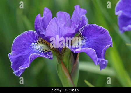 Siberian Iris Plissee, Siberian iris, perennial, with purple blooms in early summer. Stock Photo
