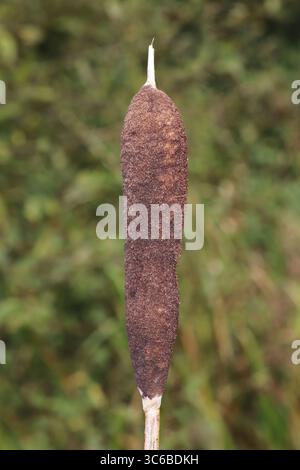 Common Bulrush (Typha latifolia) Stock Photo