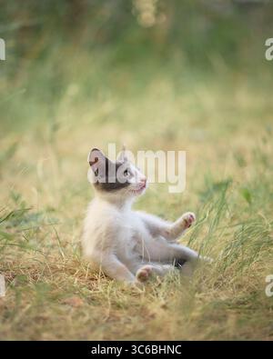 A small kitten lies comfortably on the grass facing sideways. The soft light and dry terrain create a warm calm atmosphere. Stock Photo