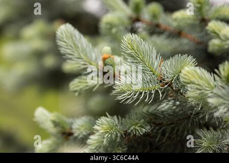 Young branches of blue spruce, close-up, background, postcard, soft focus Stock Photo