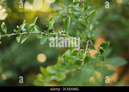 Goji berry plant close up (Lycium barbarum) Stock Photo