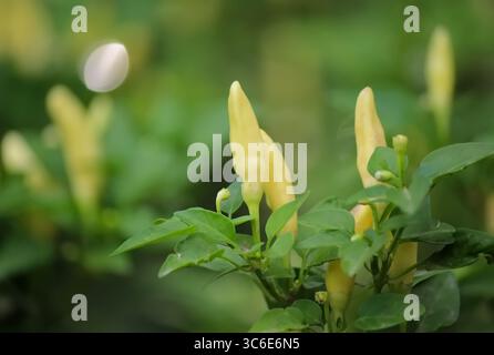 Yellow chili pepper in garden Stock Photo