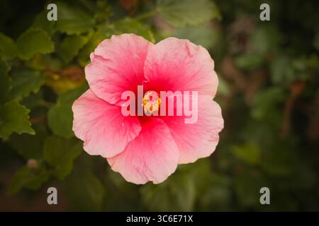 Beautiful pink hibiscus flower with teh background of green leaves Stock Photo