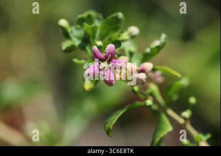Goji berry plant close up (Lycium barbarum) Stock Photo