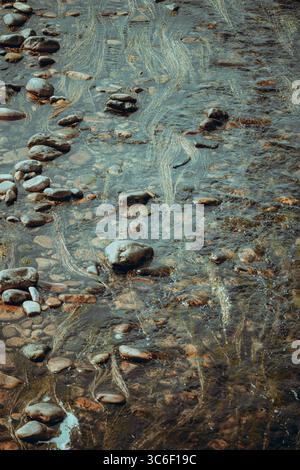 Clear shallow stream with smooth river stones and strands of aquatic grass flowing with the current, creating gentle patterns under sunlight in a tran Stock Photo