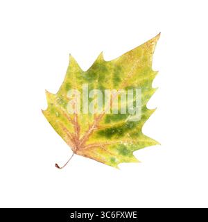 Dry autumn yellow green spotted tree leaf, isolated cutout object for seasonal decor, design, clipping path, closeup, soft focus Stock Photo