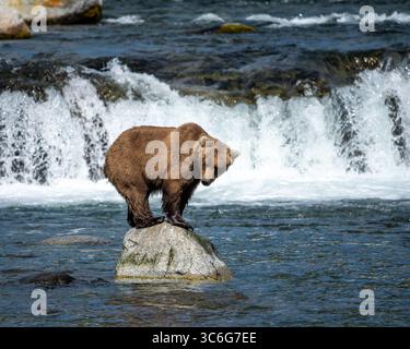 Brown (grizzly) bear standing on a rock, Brooks Falls, Katmai National Park, Alaska. Stock Photo