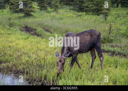 Moose grazing in a wetland, Anchor Point, Alaska. Stock Photo