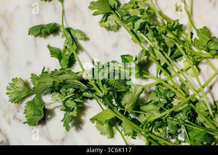 cilantro, coriander stalks on white marble Stock Photo