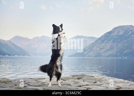 A Border Collie stands tall on its hind legs on a stone pier, overlooking the calm lake and distant mountains. The elegant stance contrasts with the Stock Photo