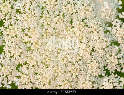 Close up on hundreds of tiny white flowers floral background Stock Photo