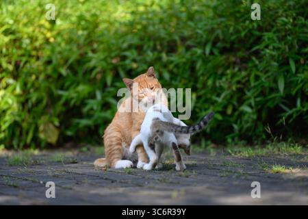 Two cats playing in the park Stock Photo