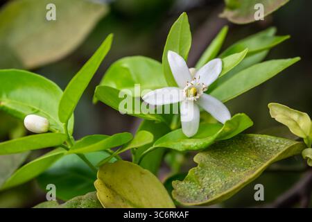 Blossoming orange tree, Valencia orange and orange blossoms, Spring harvest, closeup of Orange tree branches with flowers, buds and leaves Stock Photo
