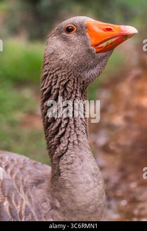 Vertical close-up of a grey domestic goose with orange beak and textured feathers, ideal for stock photography focused on birds, farms, and nature. Stock Photo