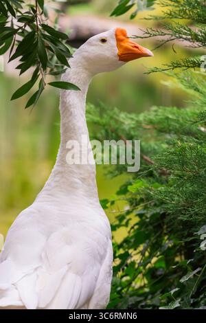 Portrait of a white domestic goose with orange beak in green nature background, ideal for stock use in farm life, rural scenes, or animal photography. Stock Photo