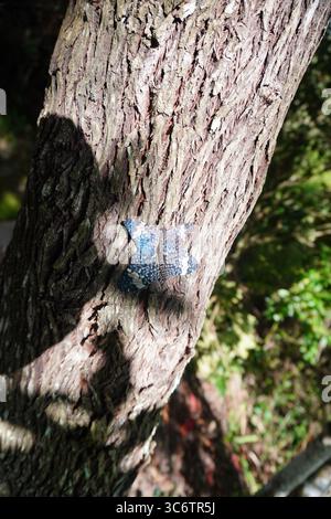 Two butterflies mating:Hamadryas amphinome, mottled blue, black, and white in color, perched on a rough tree in a wooded area of the Amazon rainforest Stock Photo