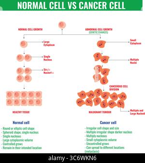 Process of cancer cell development illustration Stock Vector Image ...