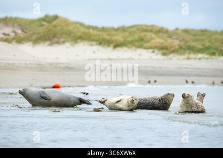 Several harbour seals (Phoca vitulina), seals, group, resting at low tide at the edge of the water, shore, sandy shore, wide sandy beach, small waves Stock Photo